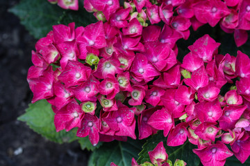Mopheads hydrangea (Hydrangea macrophylla) blooming, common names include Common names include bigleaf hydrangea, French hydrangea, lacecap hydrangea, mophead hydrangea, penny mac and hortensia