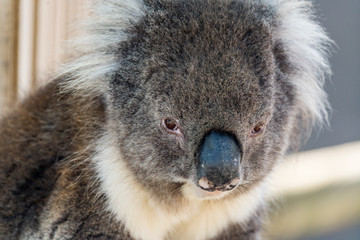 Close up photo of a Koala, a native Australian animal, in captivity. Albany, Western Australia, Australia.