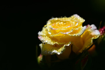 Nahaufnahme einer gelben Rosenblüte mit Wassertropfen im Sommer