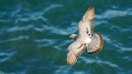 Rock Pigeon Flying Over the Sea