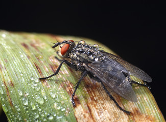 Musca domestica on a leaf