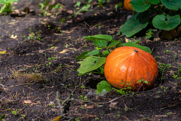 Pumpkin growing in the vegetable garden. Growing pumpkins. Pumpkin plant. - Image