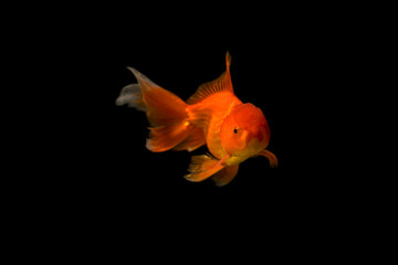 Colorful of golden fish. Beautiful golden fish isolated on black background. Royalty high quality free stock image.