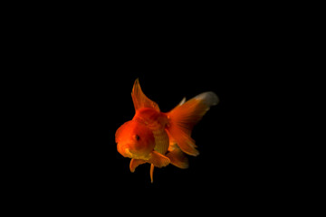 Colorful of golden fish. Beautiful golden fish isolated on black background. Royalty high quality free stock image.
