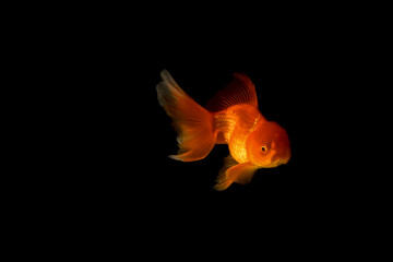 Colorful of golden fish. Beautiful golden fish isolated on black background. Royalty high quality free stock image.