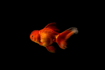 Colorful of golden fish. Beautiful golden fish isolated on black background. Royalty high quality free stock image.