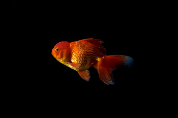 Colorful of golden fish. Beautiful golden fish isolated on black background. Royalty high quality free stock image.