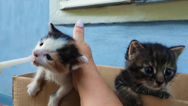 Closeup of young woman hands feeding two curious homeless kittens using a special syringe tool for pumping milk. Help little hungry baby cats eating. People kindness concept.