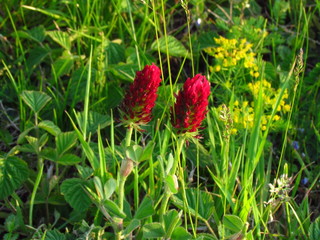 Inkarnat-Klee, botany name Trifolium incarnatum, dark red clover used as fodder, close-up of...