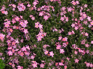 Forget-me-not, pink variety, botany name Myosotis sylvatica, flowering in garden