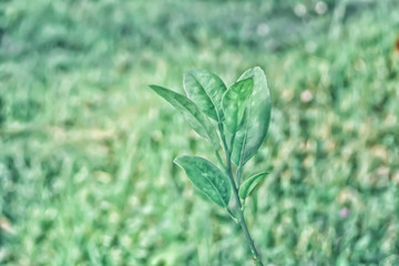 green  leaves  with bokeh light abstract spring nature background
