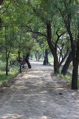 Fototapeta premium Path in Sultanpur National Park, Haryana, India