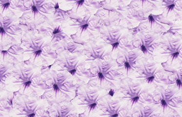 violet flower spring nature  pattern   background