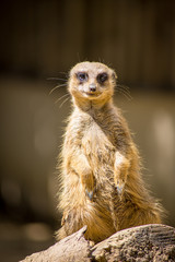 suricate