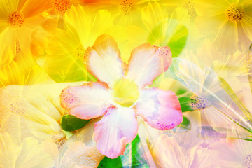 Obraz na płótnie Canvas abstract spring flower nature background