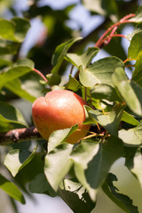 Juicy apricot on a tree branch on a sunny day
