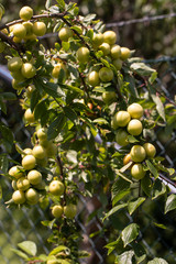 A branch of yellow plum bends under the weight of the fruit
