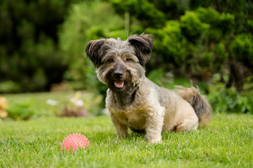 Naklejka na ściany i meble Beautiful, happy dog with a ball sitting on the grass in the garden.