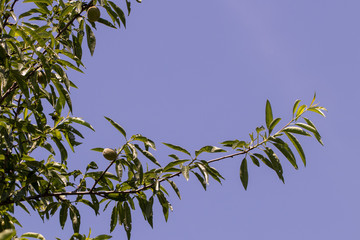 Almond tree twig with flies damaged by insects