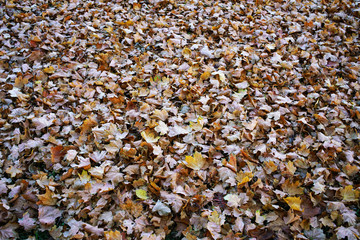 background dry autumn leaves cover ground in park or forest
