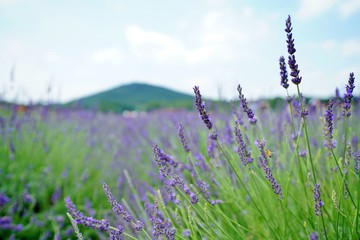ラベンダー畑