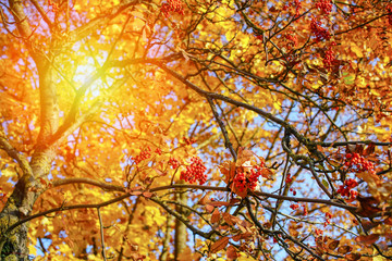 Rowan branch with yellow leaves and bunch of berries, bright sun shines through foliage of autumn tree