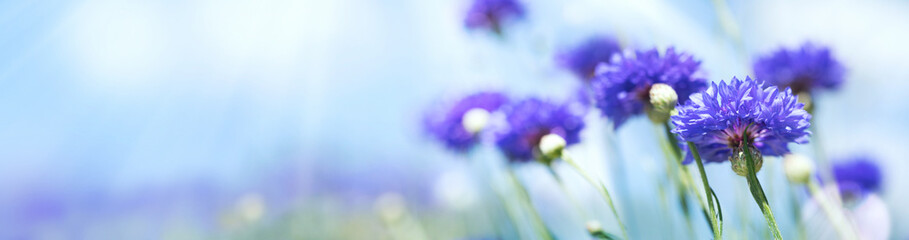 Summer panorama of cornflowers on a sunny day with blue sky