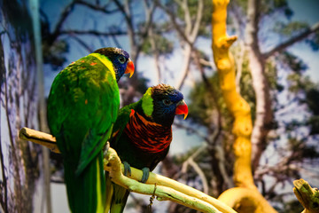Two colorful parrot sitting on a tree branch.
