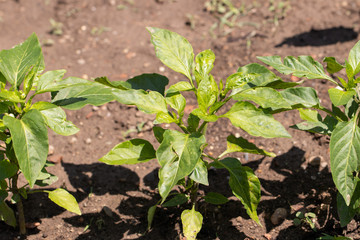 Bed of hot pepper bushes on a sunny day