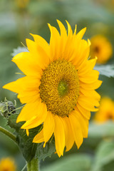 Sunflower blooming natural background.