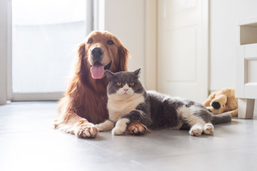 British shorthair and golden retriever friendly