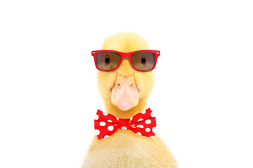 Portrait of a funny little duckling in red sunglasses and bow tie, isolated on white background