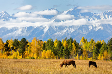 Magnificent autumn landscape with grazing horses in the foothill valley on the background of yellowed forest and snowy mountain peaks with low clouds. Siberia, Eastern Sayan, Buryatia, Tunka, Arshan - obrazy, fototapety, plakaty