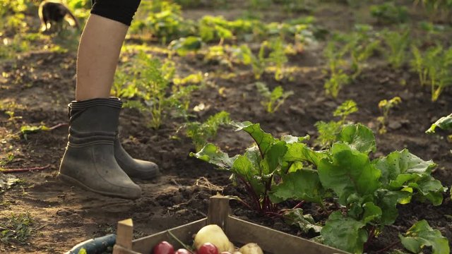 Farmer picking beets and folding in a wooden box on field of organic farm in sunset light. Summer harvest, lens flare