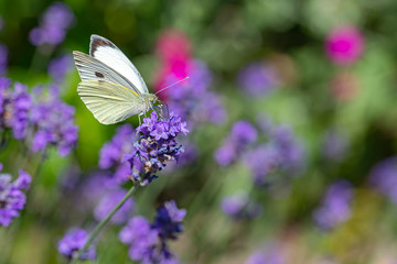 Pieris rapae, white yellow butterfly landing on the lavender blossom against a blurry background