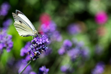 Pieris rapae, white yellow butterfly landing on the lavender blossom against a blurry background