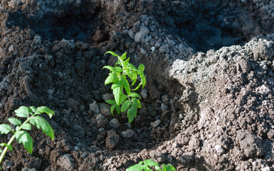 Agricultural work - planting tomato seedlings in open ground