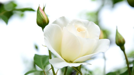 Obraz premium Weiße Rosen