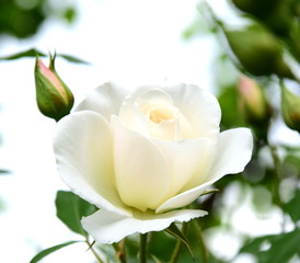 Wei&szlig;e Rose - Rosenbusch - Rosen vor unscharfen Hintergrund