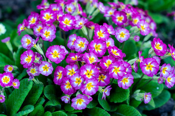 Pink-yellow bright flowers of primrose (Primulaceae) on the background of green leaves, photographed close-up