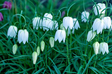 Delicate white flowers of the hazel grouse (Fritillaria meleagris) against the background of thick...