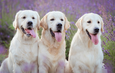 Three golden retriever dog in the lavender field