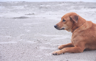 Single brown dog sitting on sandy beach morning background