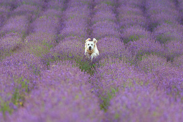 Golden retriever dog running in the lavender field