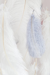 Interior decoration feathers. Air and gentle photo zone. Soft focus.