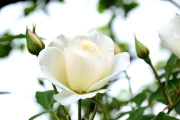 Weiße Rose - Rosenbusch - Rosen vor unscharfen Hintergrund