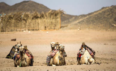 camels in the desert