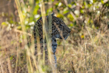 a beautiful young female leopard try to hunt in Moremi Game Reserve in Botswana