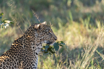 a beautiful young female leopard try to hunt in Moremi Game Reserve in Botswana