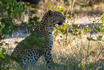 a beautiful young female leopard try to hunt in Moremi Game Reserve in Botswana